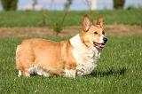 CORGI PEMBROKE 1358